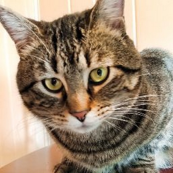 Meet your Posher, L - Picture 1 of 1